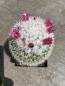 Preview: Mammillaria weiss bedornt